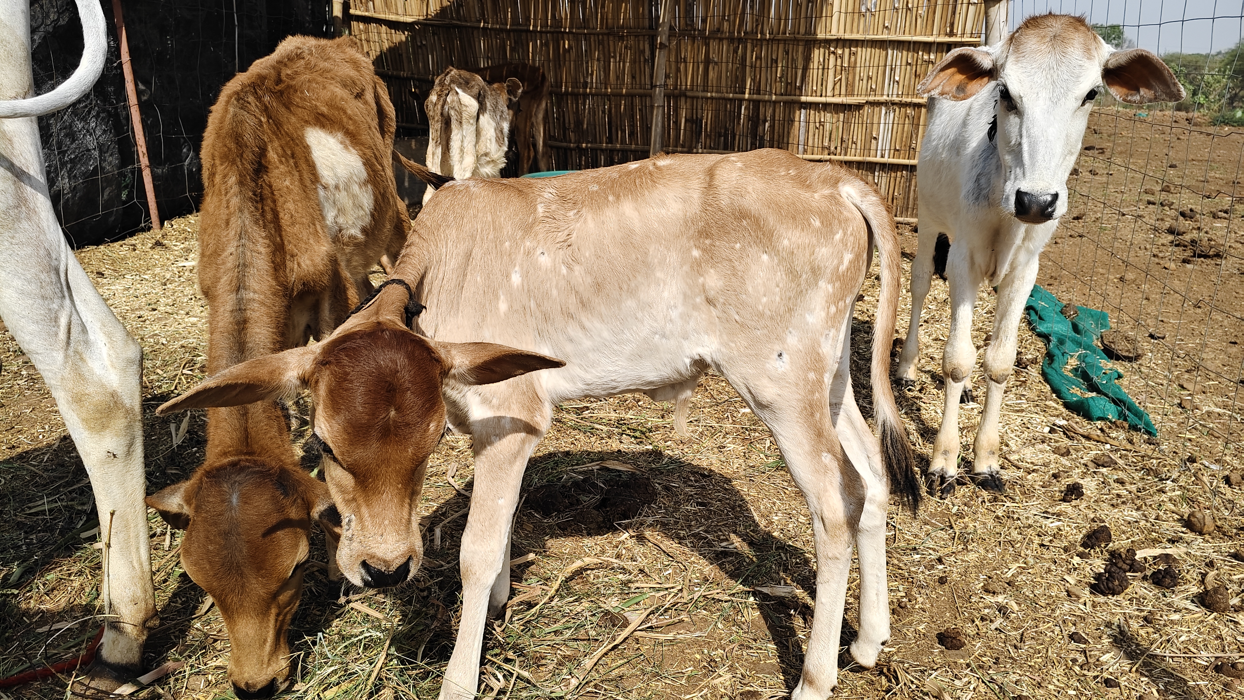 गैलरी छवि 12